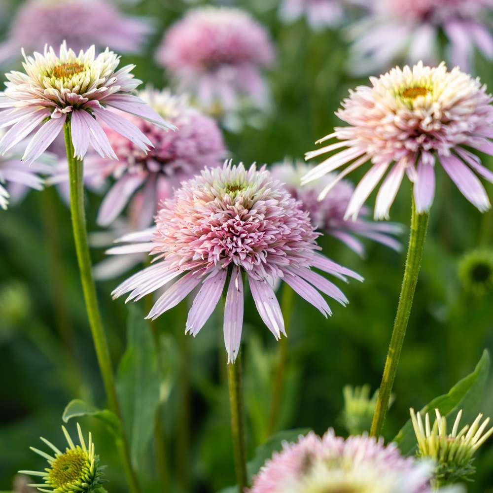 Purpursolhat 'Cherry Fluff'